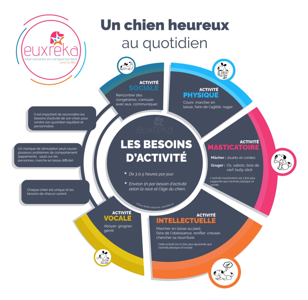 Image, un chien heureux au quotidien - Les besoins du chien.